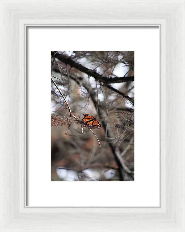 A Monarch for Granny - Framed Print