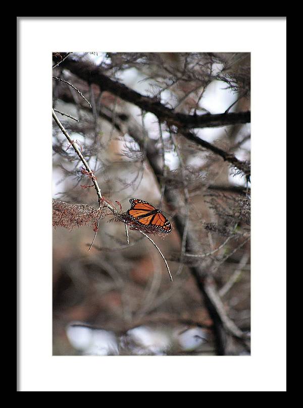 A Monarch for Granny - Framed Print