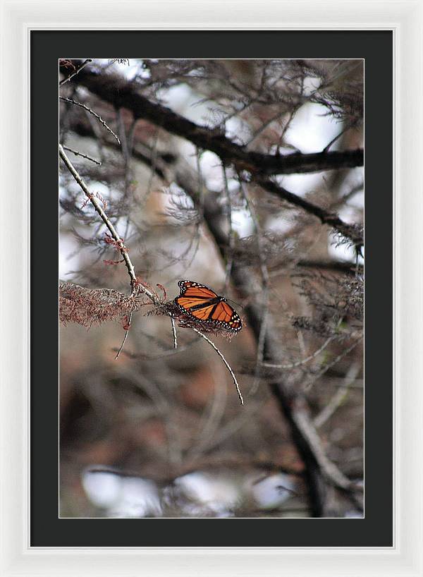 A Monarch for Granny - Framed Print