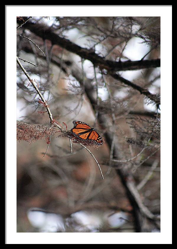 A Monarch for Granny - Framed Print