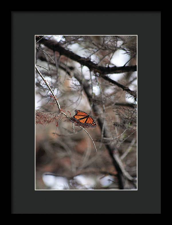 A Monarch for Granny - Framed Print