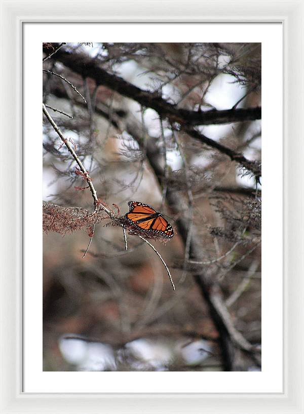 A Monarch for Granny - Framed Print