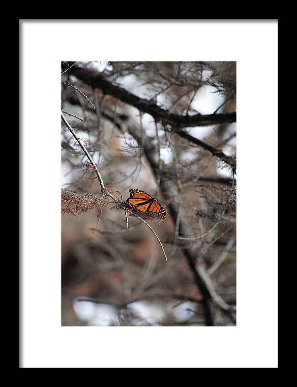 A Monarch for Granny - Framed Print