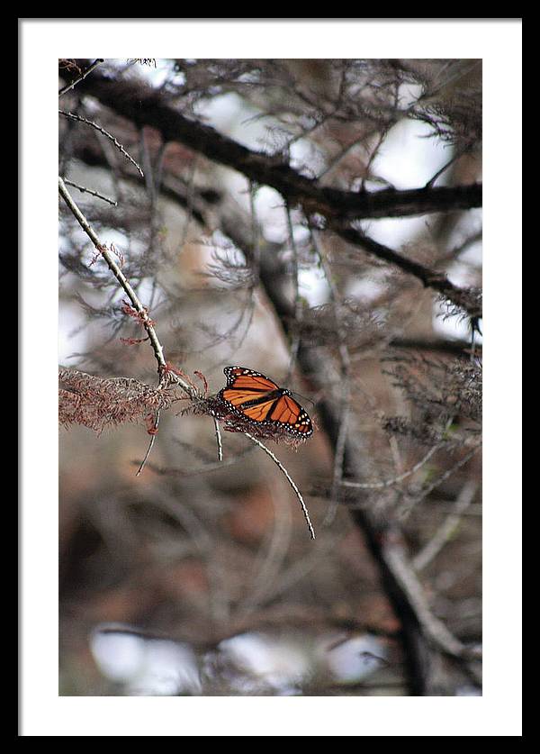 A Monarch for Granny - Framed Print