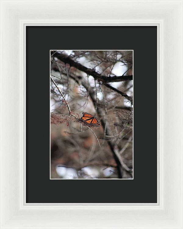 A Monarch for Granny - Framed Print