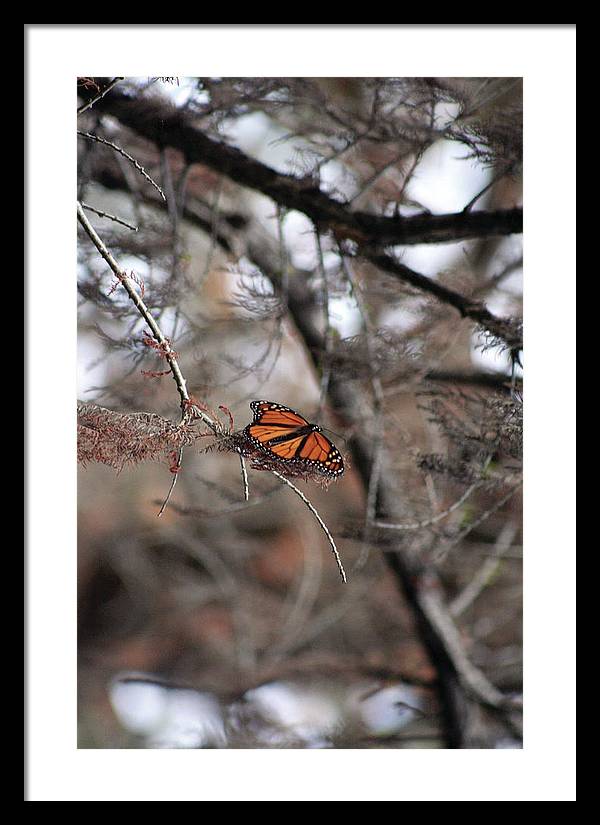 A Monarch for Granny - Framed Print