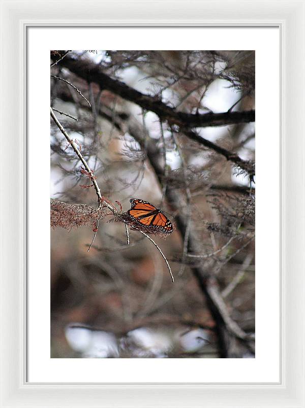 A Monarch for Granny - Framed Print