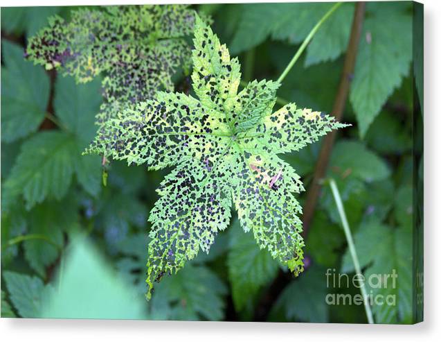 Leaf Lace - Canvas Print