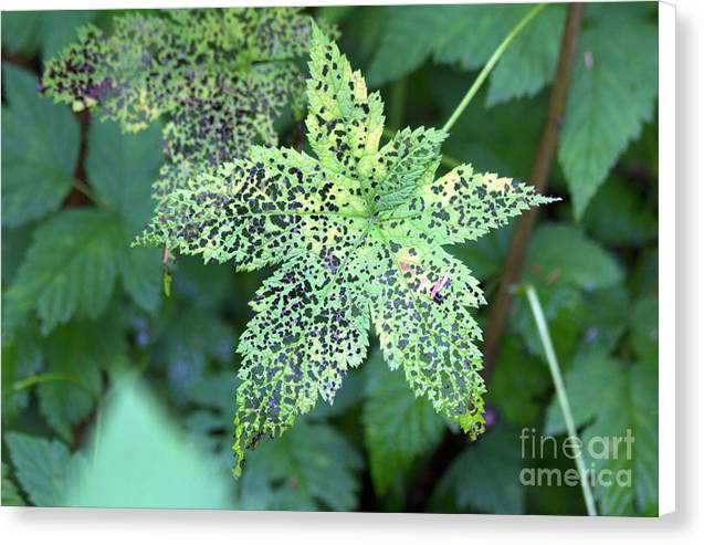 Leaf Lace - Canvas Print