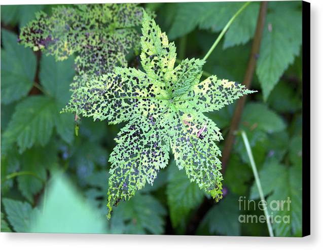 Leaf Lace - Canvas Print