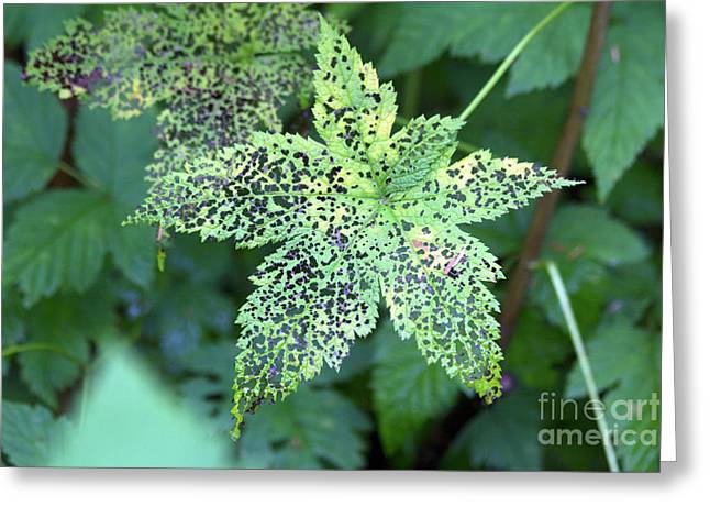 Leaf Lace - Greeting Card