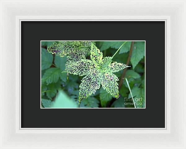 Leaf Lace - Framed Print