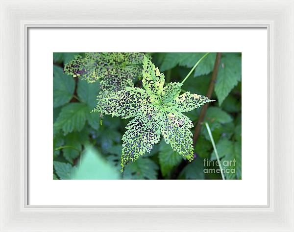 Leaf Lace - Framed Print