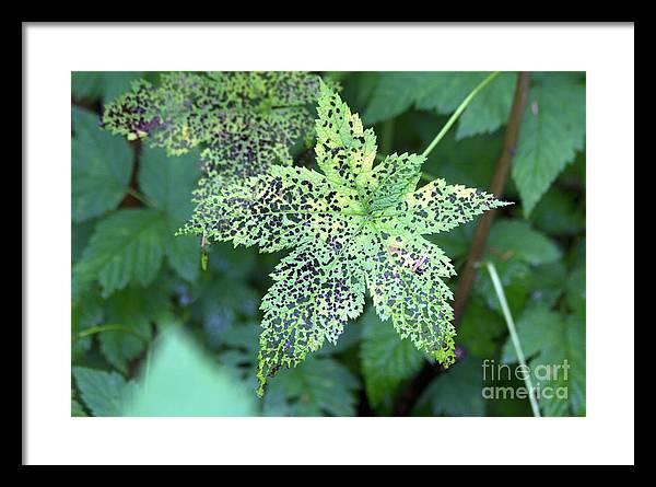Leaf Lace - Framed Print