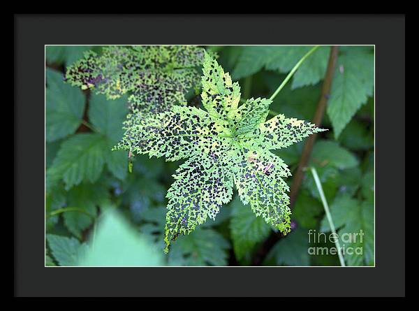 Leaf Lace - Framed Print