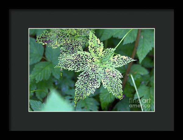 Leaf Lace - Framed Print