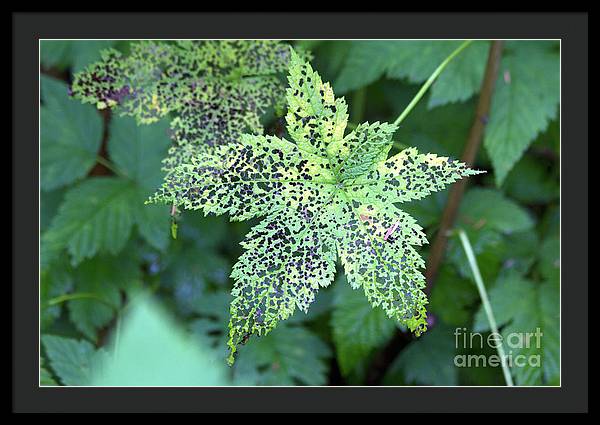 Leaf Lace - Framed Print