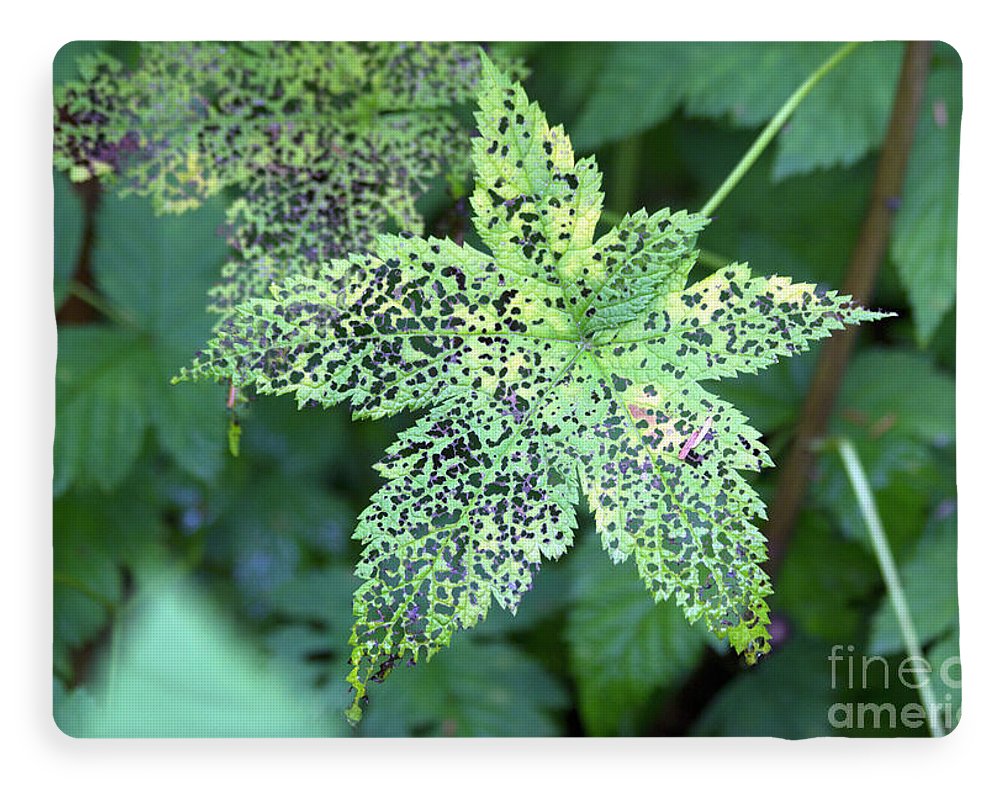Leaf Lace - Blanket