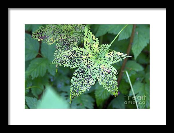 Leaf Lace - Framed Print