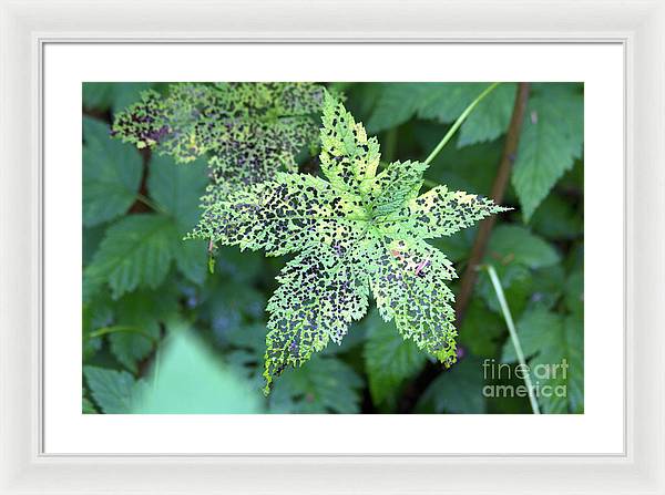 Leaf Lace - Framed Print