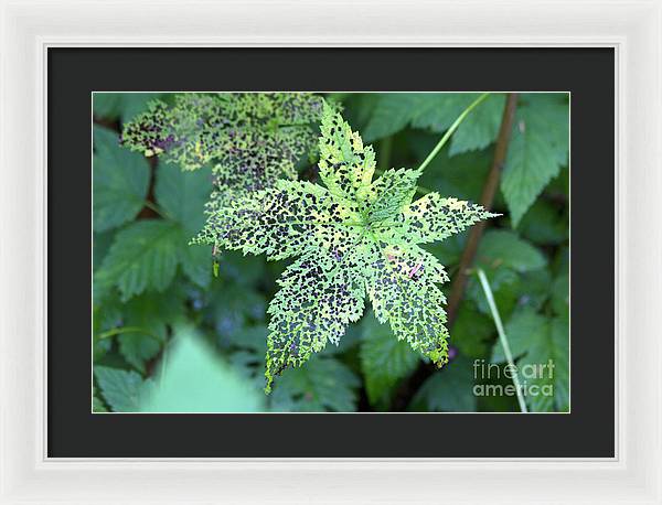 Leaf Lace - Framed Print