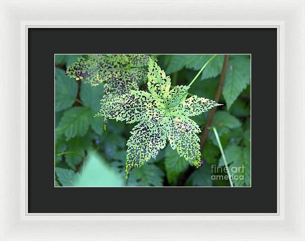 Leaf Lace - Framed Print