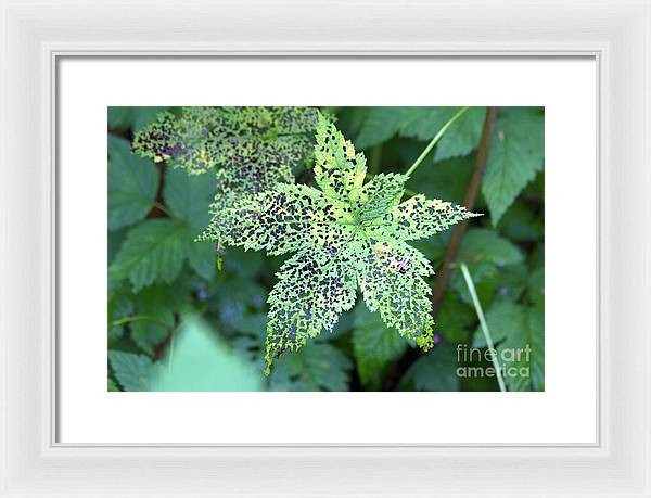 Leaf Lace - Framed Print