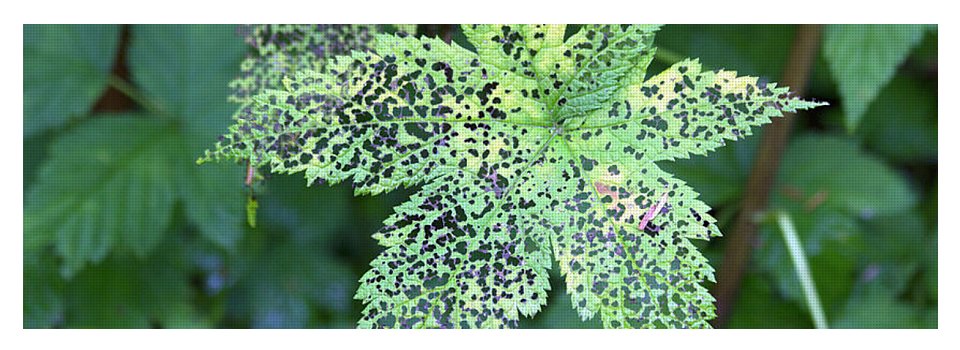 Leaf Lace - Yoga Mat