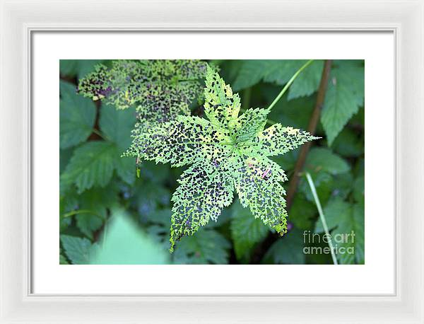 Leaf Lace - Framed Print