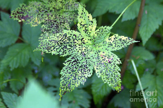 Leaf Lace - Art Print