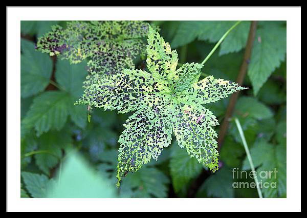 Leaf Lace - Framed Print