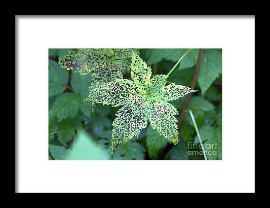 Leaf Lace - Framed Print