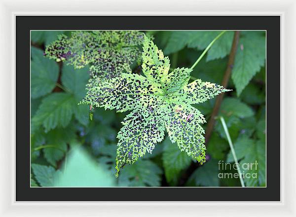 Leaf Lace - Framed Print