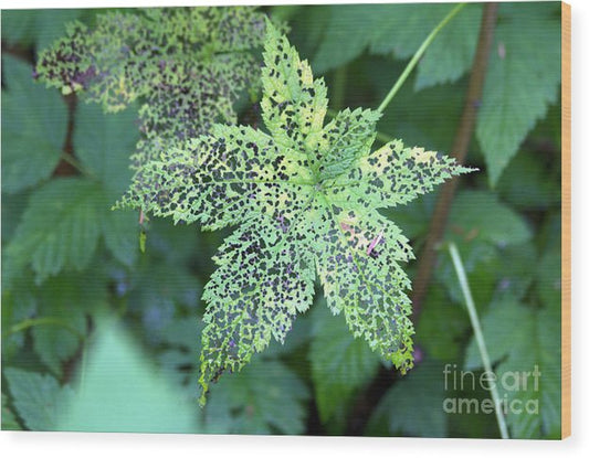 Leaf Lace - Wood Print
