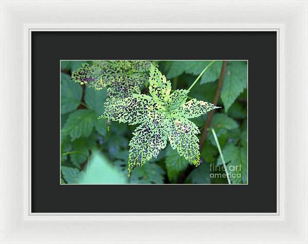 Leaf Lace - Framed Print