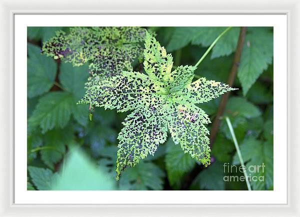 Leaf Lace - Framed Print