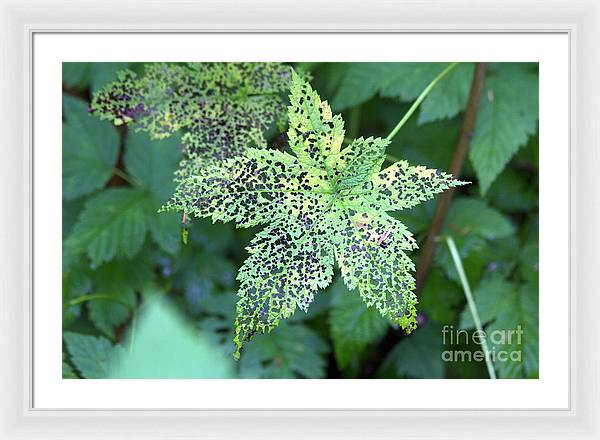 Leaf Lace - Framed Print