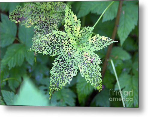 Leaf Lace - Metal Print