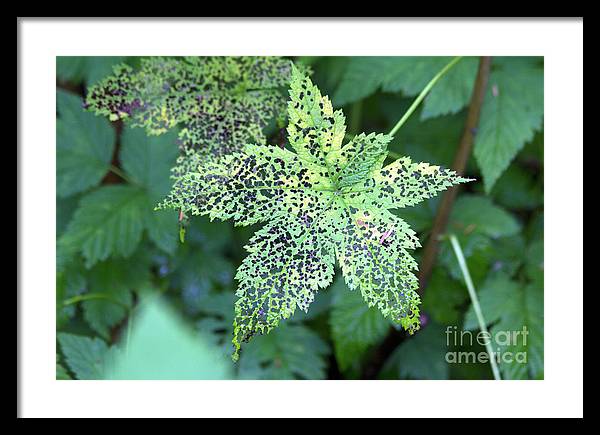 Leaf Lace - Framed Print
