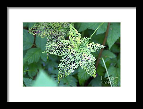 Leaf Lace - Framed Print