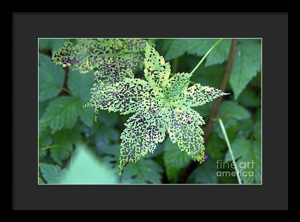 Leaf Lace - Framed Print