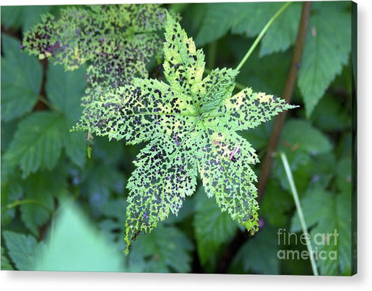Leaf Lace - Acrylic Print