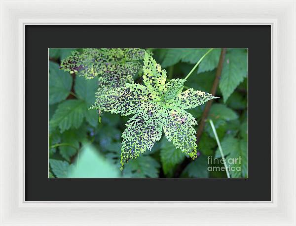 Leaf Lace - Framed Print
