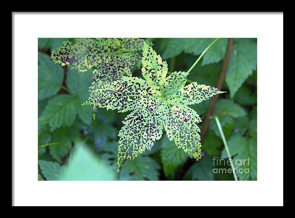 Leaf Lace - Framed Print