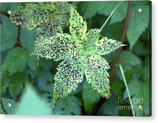Leaf Lace - Acrylic Print