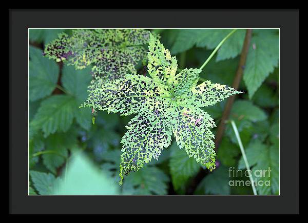 Leaf Lace - Framed Print