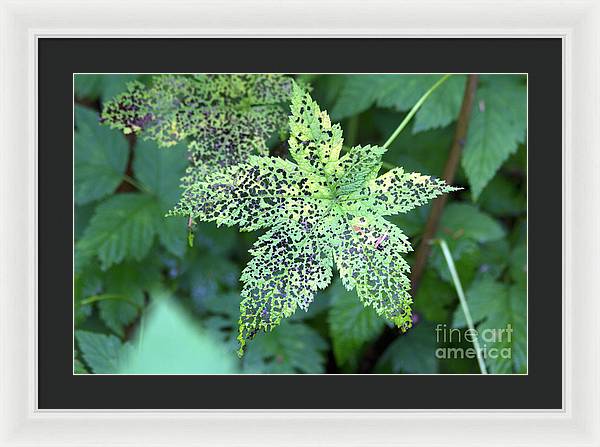 Leaf Lace - Framed Print