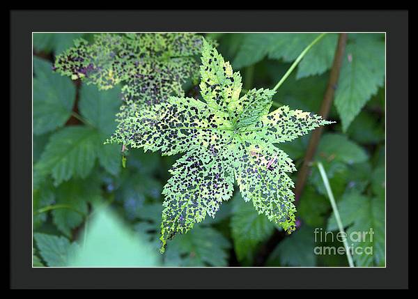 Leaf Lace - Framed Print