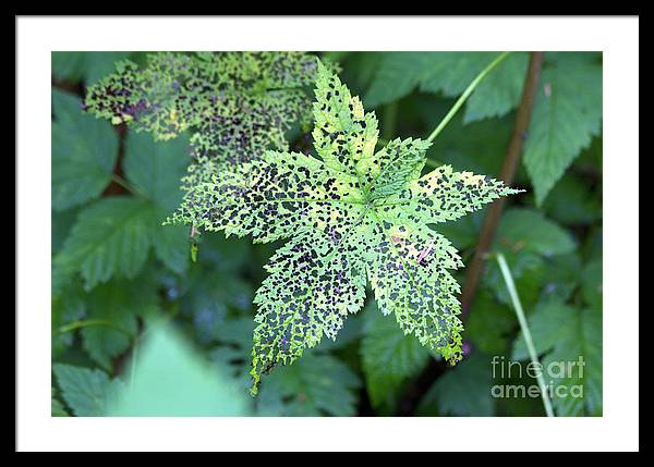 Leaf Lace - Framed Print