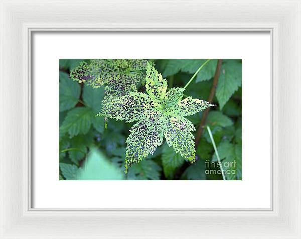 Leaf Lace - Framed Print